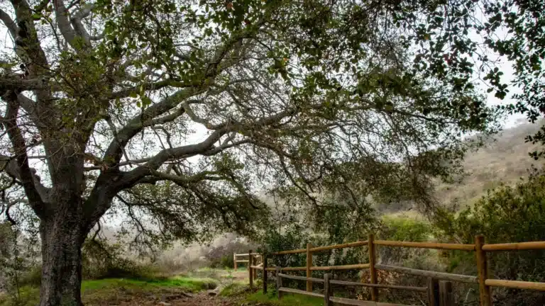 Trabuco Canyon